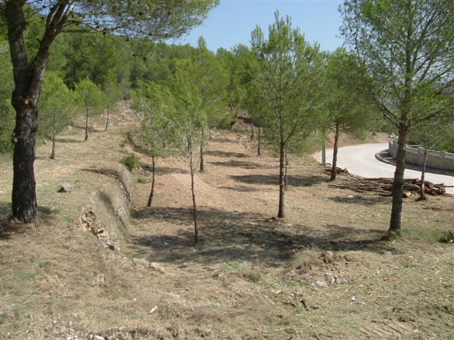 Neteja forestal
