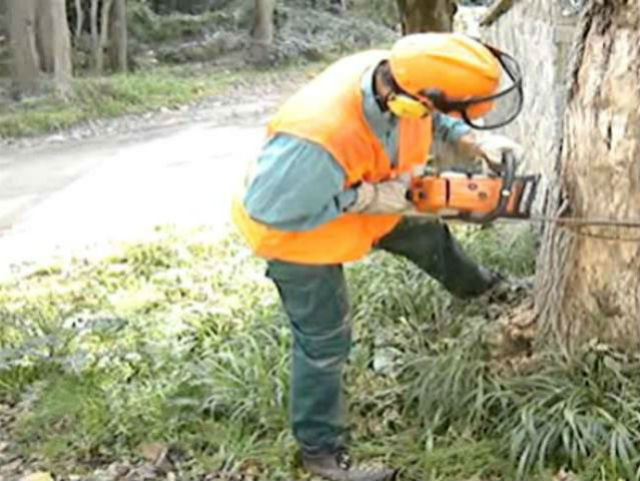 Tala Forestal